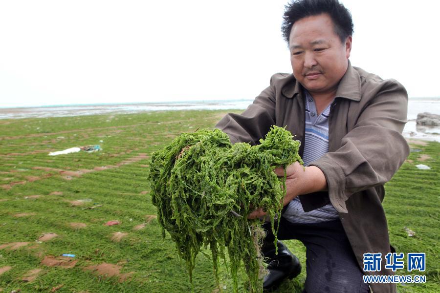 6月10日，在江蘇省連云港市贛榆縣海州灣旅游度假區(qū)，一名漁民在展示清理的滸苔。