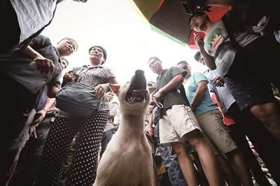 一只狗被動(dòng)保人士與狗販子圍在中間，等待兩方的討價(jià)還價(jià)后決定去向