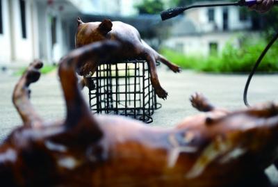 今天上午，玉林很多餐館為即將到來的狗肉節(jié)備貨，圖為餐館后廚正在加工狗肉 記者 劉暢 攝