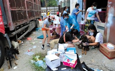 昨日下午,志愿者對攔截下來的狗逐一檢查,分類進行管理。