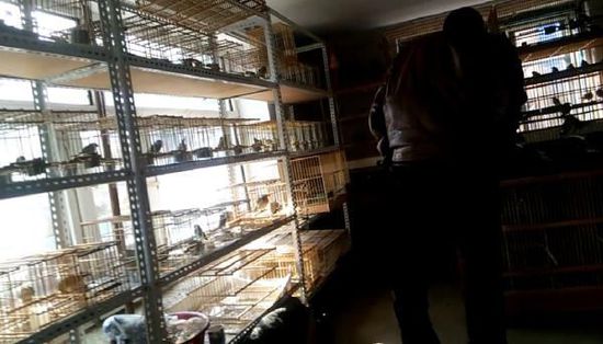 哈爾濱市雙城區(qū)集市上，一家沒(méi)有招牌的平房里擺滿了各種野鳥等待出售。