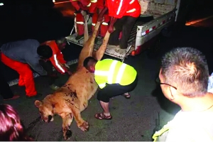 這頭母獅體態(tài)彪悍，重達(dá)400斤左右 網(wǎng)絡(luò)圖片　