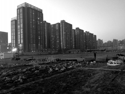 荒地上除堆放一些雜物外，還被附近居民種上了一片大白菜。