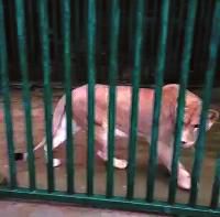 西安凈業(yè)寺養(yǎng)獅6年稱已捐出 動物園堅(jiān)稱沒收到