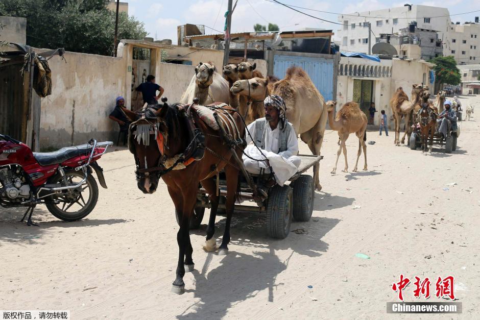 以色列對加沙發(fā)動地面進攻 民眾攜羊群逃難
