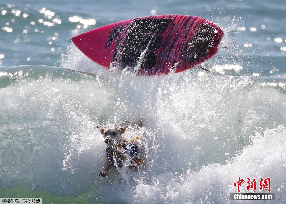 美國狗狗沖浪大賽 汪星人乘風(fēng)破浪帥氣十足