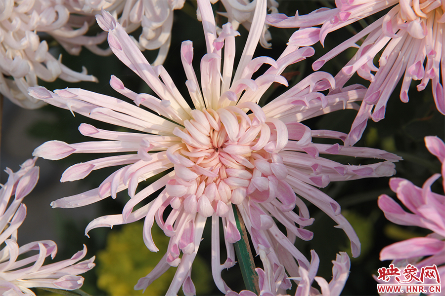菊花綻放美麗。