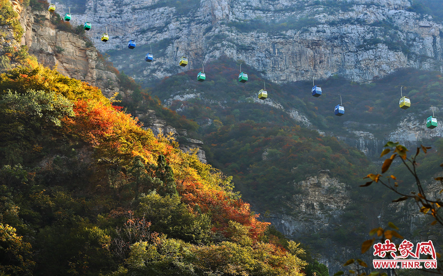 索道下的山坡，陽光灑在色彩繽紛的樹葉上