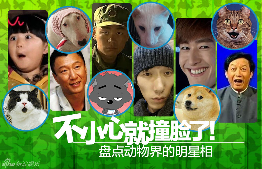 不小心就撞臉了！盤(pán)點(diǎn)動(dòng)物界的明星相