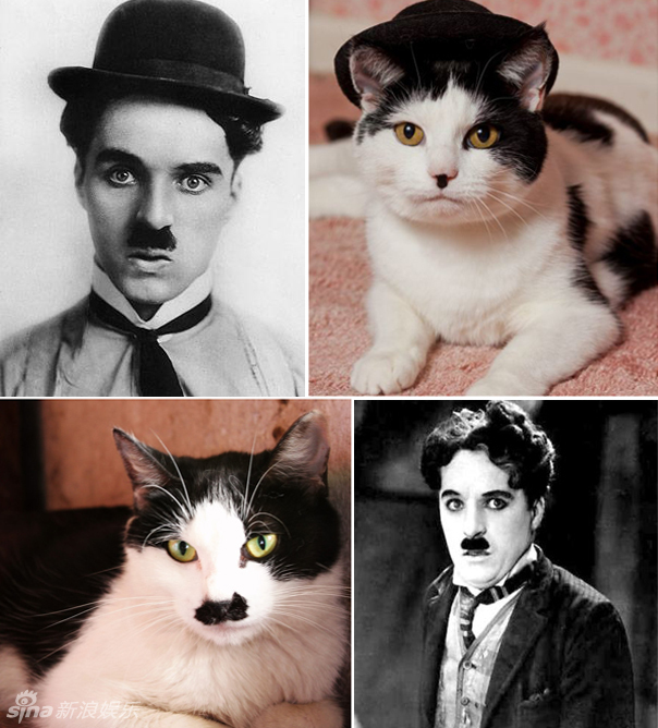 不小心就撞臉了！盤(pán)點(diǎn)動(dòng)物界的明星相