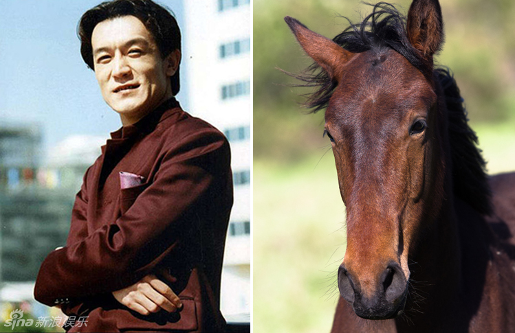 不小心就撞臉了！盤(pán)點(diǎn)動(dòng)物界的明星相