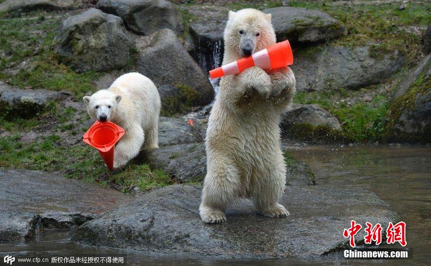 德國雙胞胎北極熊生日派對玩轉(zhuǎn)交通錐標 德國雙胞胎北極熊生日派對玩轉(zhuǎn)交通錐標