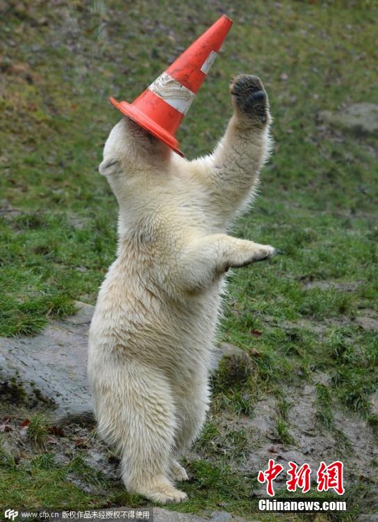 德國雙胞胎北極熊生日派對玩轉(zhuǎn)交通錐標 德國雙胞胎北極熊生日派對玩轉(zhuǎn)交通錐標