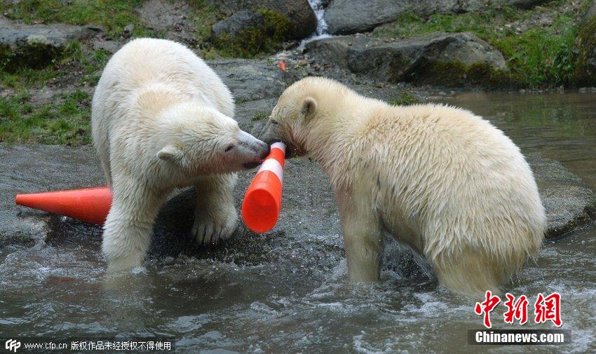 德國雙胞胎北極熊生日派對玩轉(zhuǎn)交通錐標 德國雙胞胎北極熊生日派對玩轉(zhuǎn)交通錐標