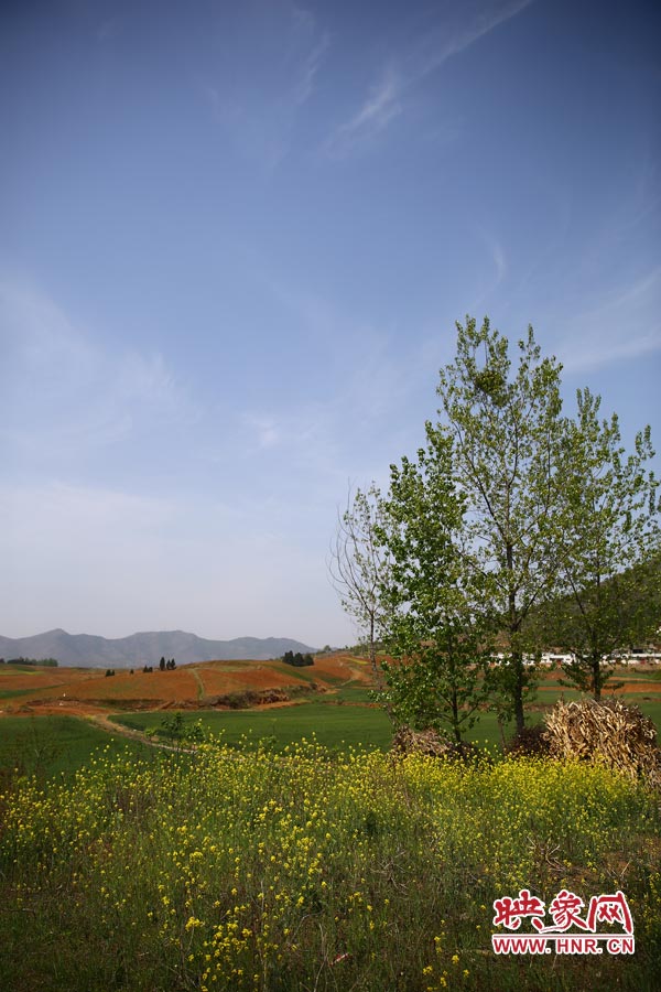 庫區(qū)的藍(lán)天、白云、綠樹、黃花給人清新的享受