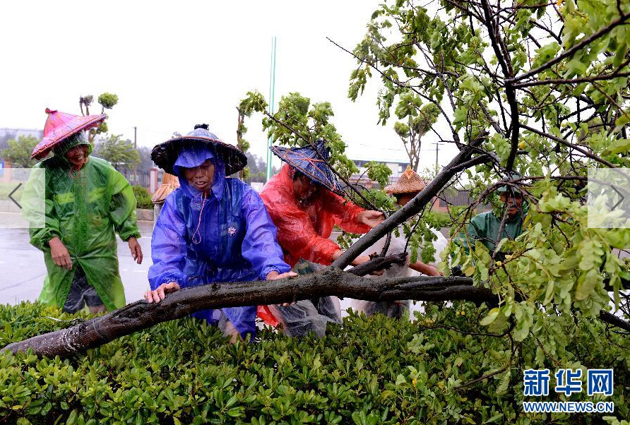  8月8日，工人在福建省石獅市公路邊清理被大風吹倒的樹木。