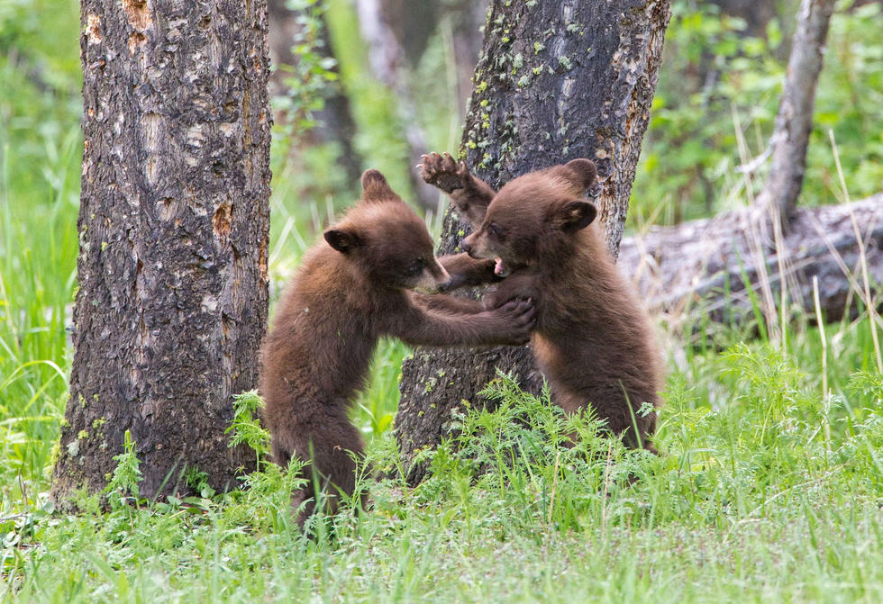 兩只萌噠噠的小熊在一顆大樹下玩躲貓貓，一會突然跳出來嚇唬對方，一會對著彼此做鬼臉，逗趣模樣讓人忍不住捧腹大笑。