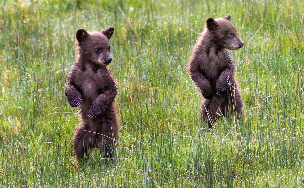 當(dāng)看到這些可愛的小熊照片時，你的心一定被它們的模樣給萌化了吧！