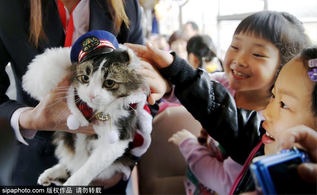 日本福島縣實習(xí)貓站長Love上任