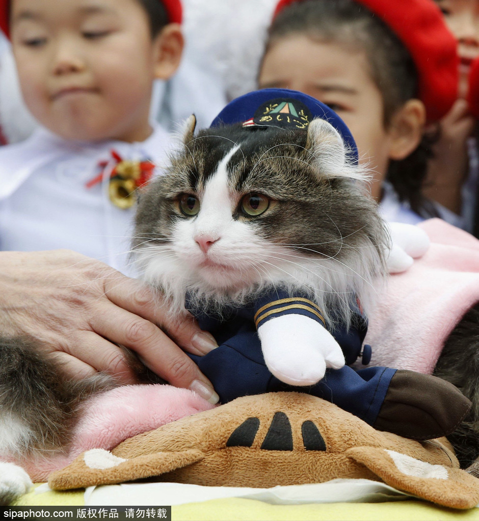 日本福島縣實習(xí)貓站長Love上任