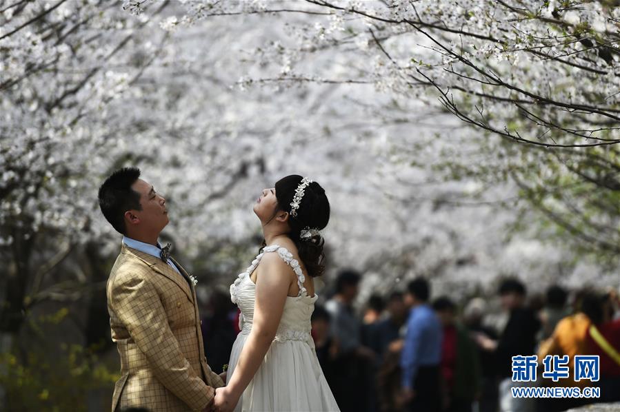 初春各地櫻花盛開(kāi) 引游客駐足觀賞 初春各地櫻花盛開(kāi) 引游客駐足觀賞