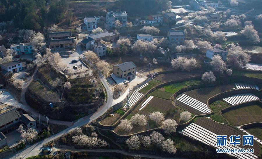 初春各地櫻花盛開(kāi) 引游客駐足觀賞 初春各地櫻花盛開(kāi) 引游客駐足觀賞