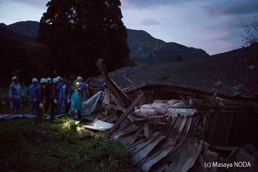 熊本地震后現(xiàn)“豬堅(jiān)強(qiáng)” 救出后被送屠宰場(chǎng) 熊本地震后現(xiàn)“豬堅(jiān)強(qiáng)” 救出后被送屠宰場(chǎng)