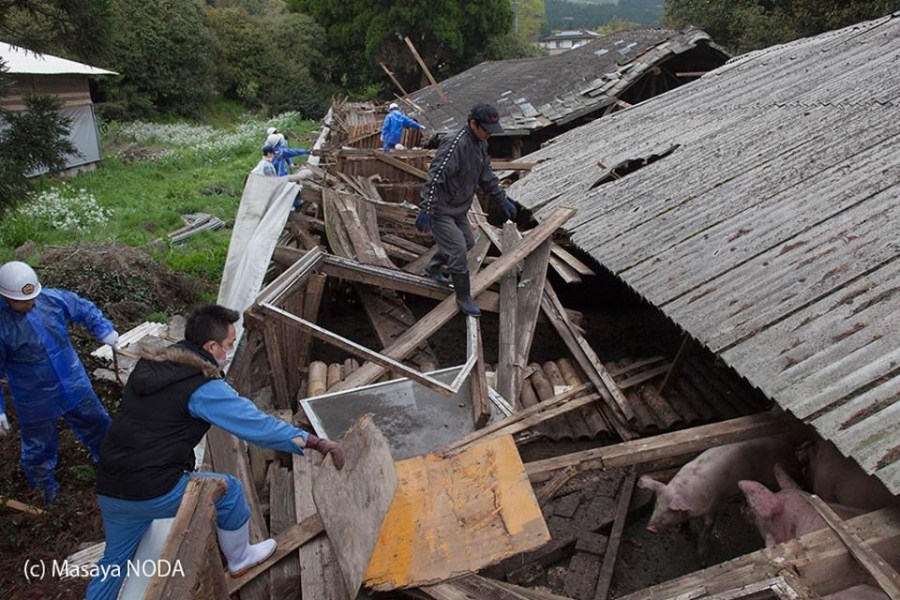 熊本地震后現(xiàn)“豬堅(jiān)強(qiáng)” 救出后被送屠宰場(chǎng) 熊本地震后現(xiàn)“豬堅(jiān)強(qiáng)” 救出后被送屠宰場(chǎng)