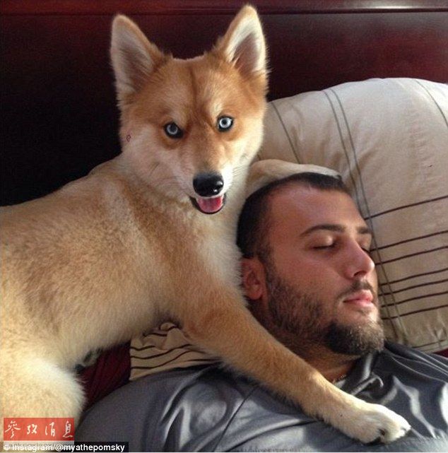 狐貍還是狗？藍(lán)眼睛萌寵走紅網(wǎng)絡(luò)