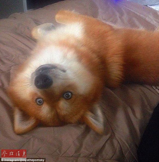 狐貍還是狗？藍(lán)眼睛萌寵走紅網(wǎng)絡(luò)