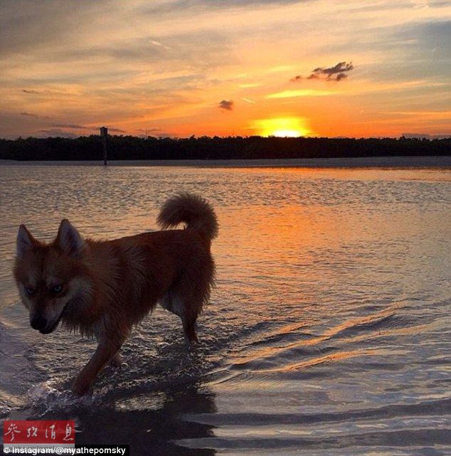 狐貍還是狗？藍(lán)眼睛萌寵走紅網(wǎng)絡(luò)