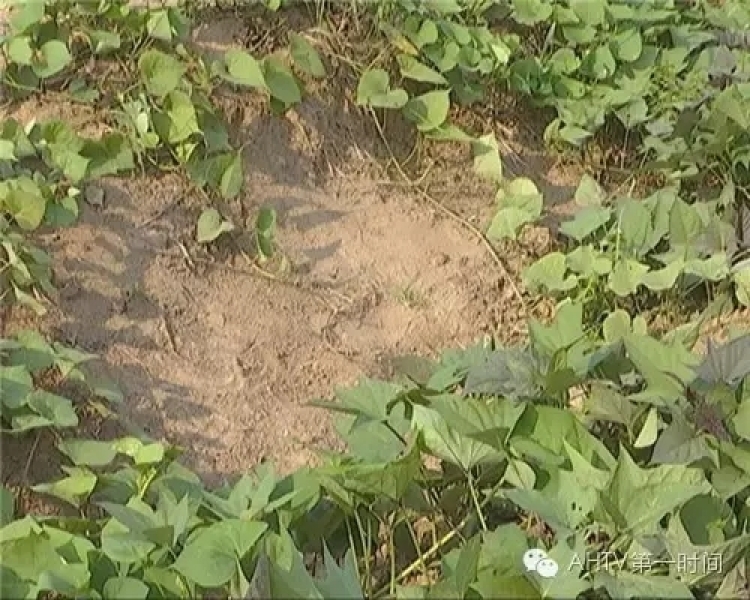 男子紅薯地用槍誤殺女童 說(shuō)“原來(lái)不是兔子”后離開(kāi) 男子紅薯地用槍誤殺女童 說(shuō)“原來(lái)不是兔子”后離開(kāi)