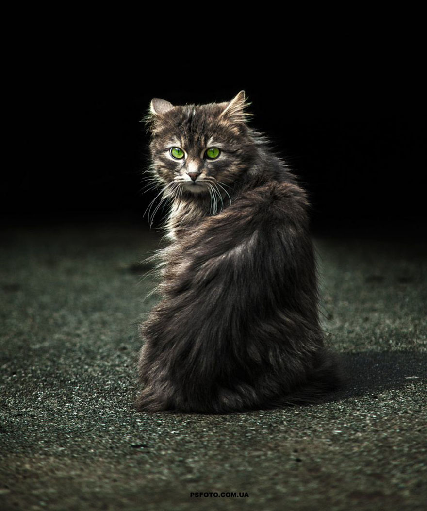 它們都是表情帝！一組不可思議的動物肖像