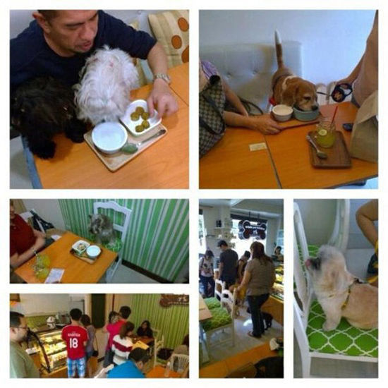菲律賓另類咖啡館為寵物狗設(shè)菜單 鼓勵人狗同桌進餐(圖)