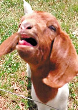 這只會(huì)說(shuō)話的小山羊不斷發(fā)出類似“What”的聲音。