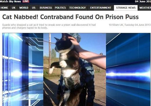 資料圖：2013年，俄羅斯獄警也曾抓獲身負手機和充電寶的貓，它本想混進俄羅斯科密地區(qū)一座監(jiān)獄