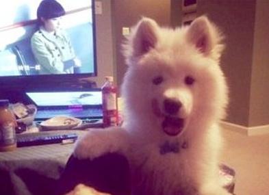 已經(jīng)被他人領(lǐng)養(yǎng)的Bosco。（加拿大《世界日?qǐng)?bào)》援引CBC）