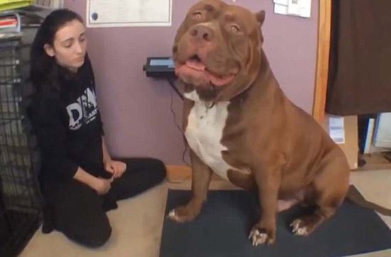 “浩克”體重約79公斤，或?yàn)槭澜缱钆诸^牛犬