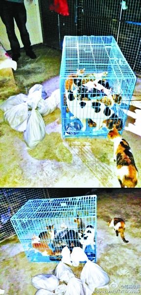 志愿者將放生的貓抓捕回來，這些貓等待領(lǐng)養(yǎng)