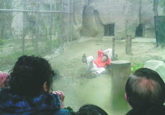 昨日，成都動物園，男子進入白虎活動區(qū)后被白虎拖行。動物園出動50多人成功營救下他