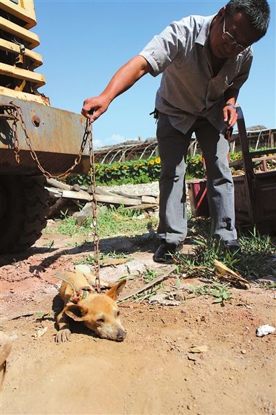 西夏區(qū)農(nóng)牧局工作人員在仔細(xì)觀察該動物。