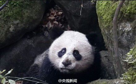 四川唐家河發(fā)現一只受傷熊貓 或被黃喉貂圍攻