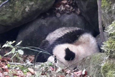 四川唐家河發(fā)現一只受傷熊貓 或被黃喉貂圍攻