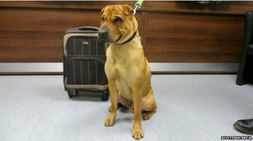 蘇格蘭動(dòng)物權(quán)益慈善組織已經(jīng)通過(guò)芯片查出這只小狗的名字叫凱。