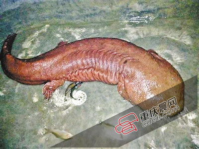 巫山抱龍鎮(zhèn)的超級娃娃魚。