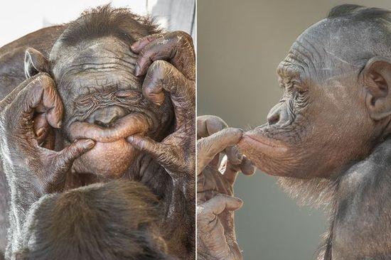 黑猩猩擺各種姿勢(shì)拍照。