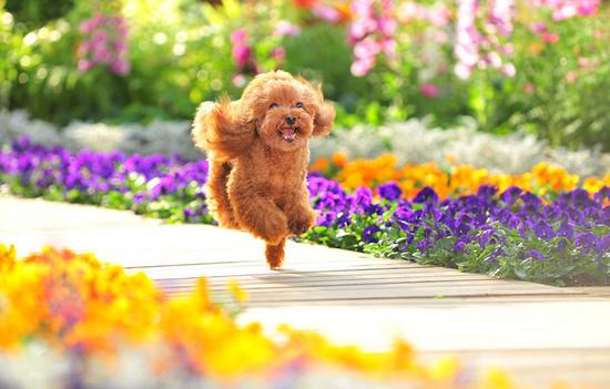 科學(xué)家教你如何與寵物關(guān)系更密切:跟狗狗對視 科學(xué)家教你如何與寵物關(guān)系更密切:跟狗狗對視