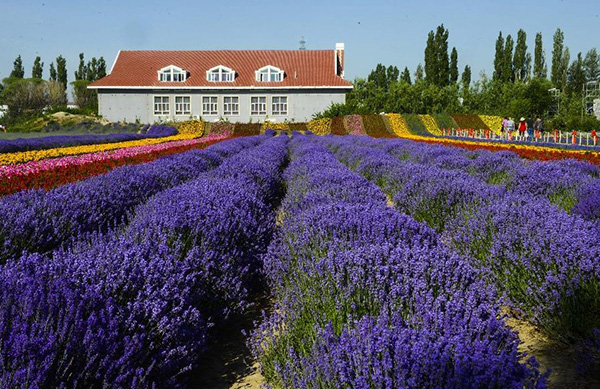 沉迷在薰衣草花海 遇見“塞外江南”新疆伊犁 沉迷在薰衣草花海 遇見“塞外江南”新疆伊犁