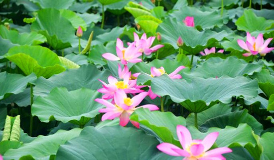 第八屆中國·淮陽龍湖賞荷旅游月開幕 為期兩個月 第八屆中國·淮陽龍湖賞荷旅游月開幕 為期兩個月