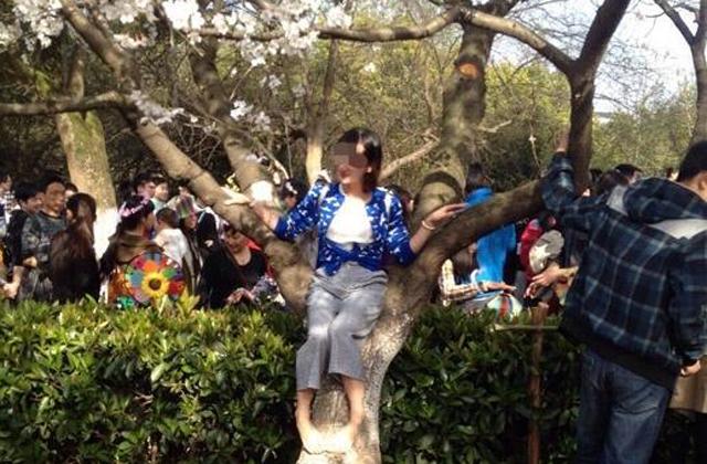 武大“櫻花周末”游客爬樹造“櫻花雨” 武大“櫻花周末”游客爬樹造“櫻花雨”